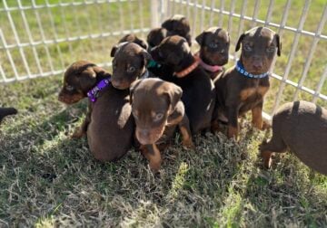 AKC Registered Doberman puppies looking for home.
