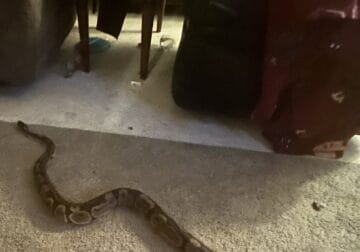 3 year old male ball python with accessories