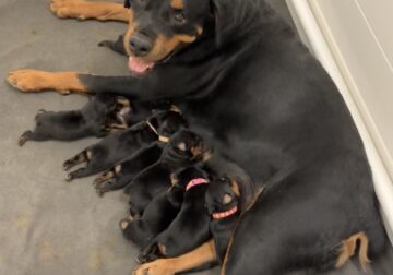 Xlarge AKC German Rott Pups from 155 pound sire