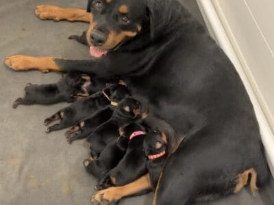 Xlarge AKC German Rott Pups from 155 pound sire