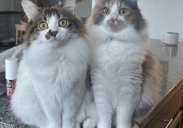 Two sister kitties need rehoming