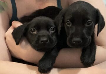 Pure bred lab puppies
