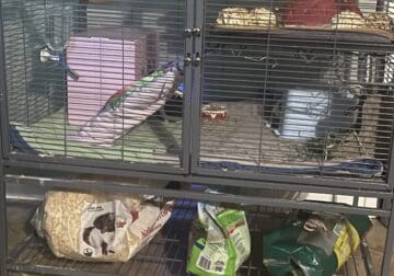 Free Guinea’s pigs to a loving home, Big cage incl
