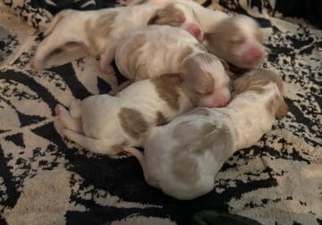 Brittany Spaniel Puppies Available Feb 2024