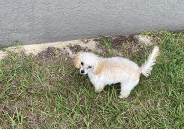 Toy Poodle mix puppy