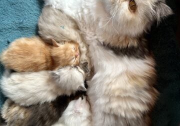 Adorable Persian Kittens