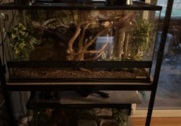 Ivory ball python with full enclosure