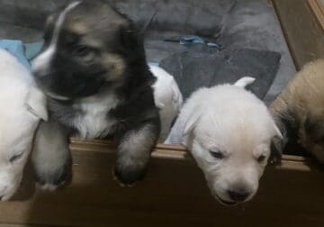 German Sheppard pups