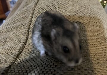 Dwarf Hamster! Need a loving home for him!
