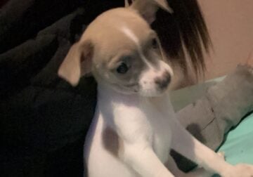 Chihuaha puppy