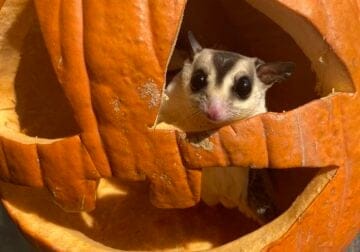 $1000 3 Sugar gliders and supplies