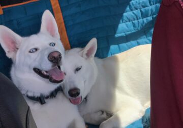 2 Pure Breed White Huskys For Sale