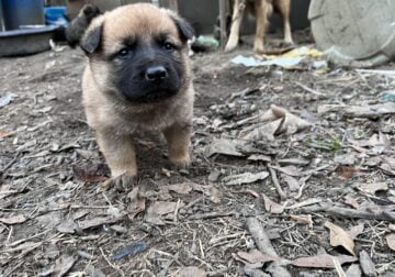 Puppy litterFor sell