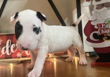 Bull terrier female and male puppies