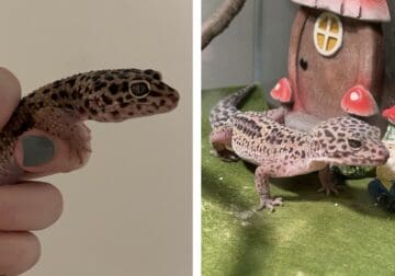 Two leopard geckos for sale