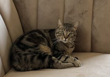 New home for a sweet Tabby Cat