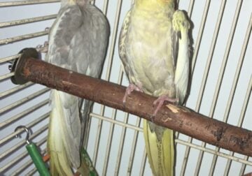 Two Charming Cockatiels Eager for a new home