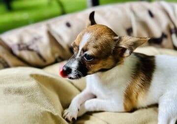 Charming Teacup Chihuahua Pup Seeking a Cozy Home!