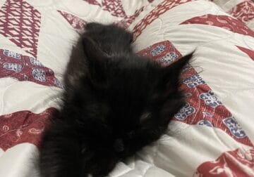 Black baby kitten