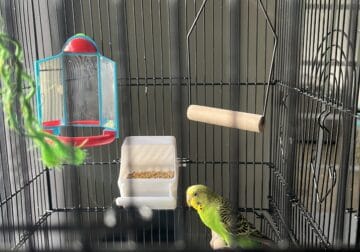 Adorable male parakeet