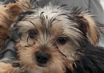 Yorkie Looking for A New Home!!