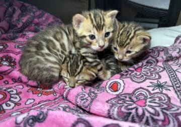Bengal kittens available