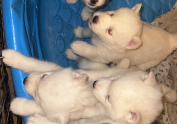 Husky puppies rehoming