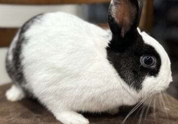 Adorable Dwarf Rabbit for Sale