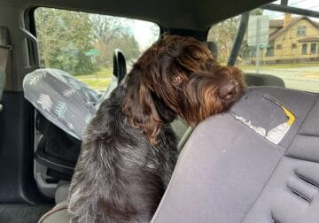 Free – Wirehaired Pointing Griffon
