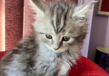 Maine Coon kittens for sale In NY