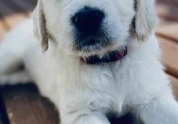 Golden retriever puppies-English cream