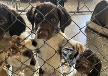 AKC Brittany Puppies for sale