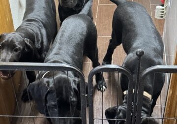 Pure Bred Great Dane Puppies