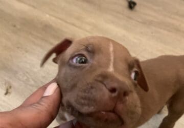 12 week old red nose Pitbull 1st shot and dewomed