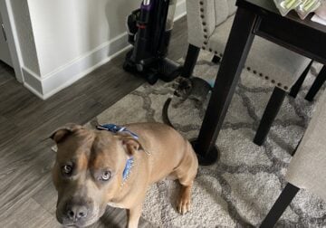 2Year old pitbull breed needs to be rehomed