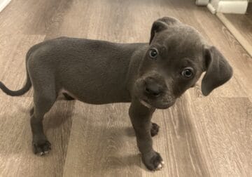 Cane corso/American pitbull terrier for Sale