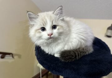 TICA purebred Ragdoll kitten looking to get rehome