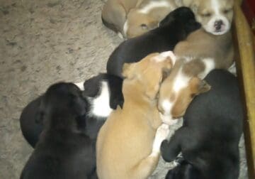 Free lab mix puppies to good home