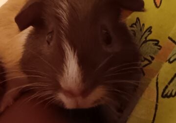 Selling a boy guinea pig