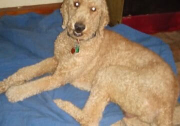 Standard Apricot Poodle need a new home