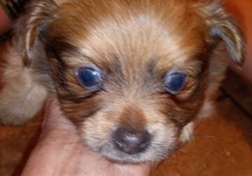 Yorkie -poms mix. Veterinary checked with papers.