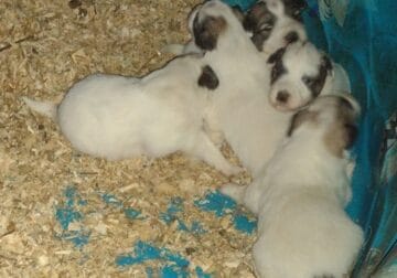 ( CHRISTMAS ) GREAT PYRENEES PUPPIES ARE HERE !