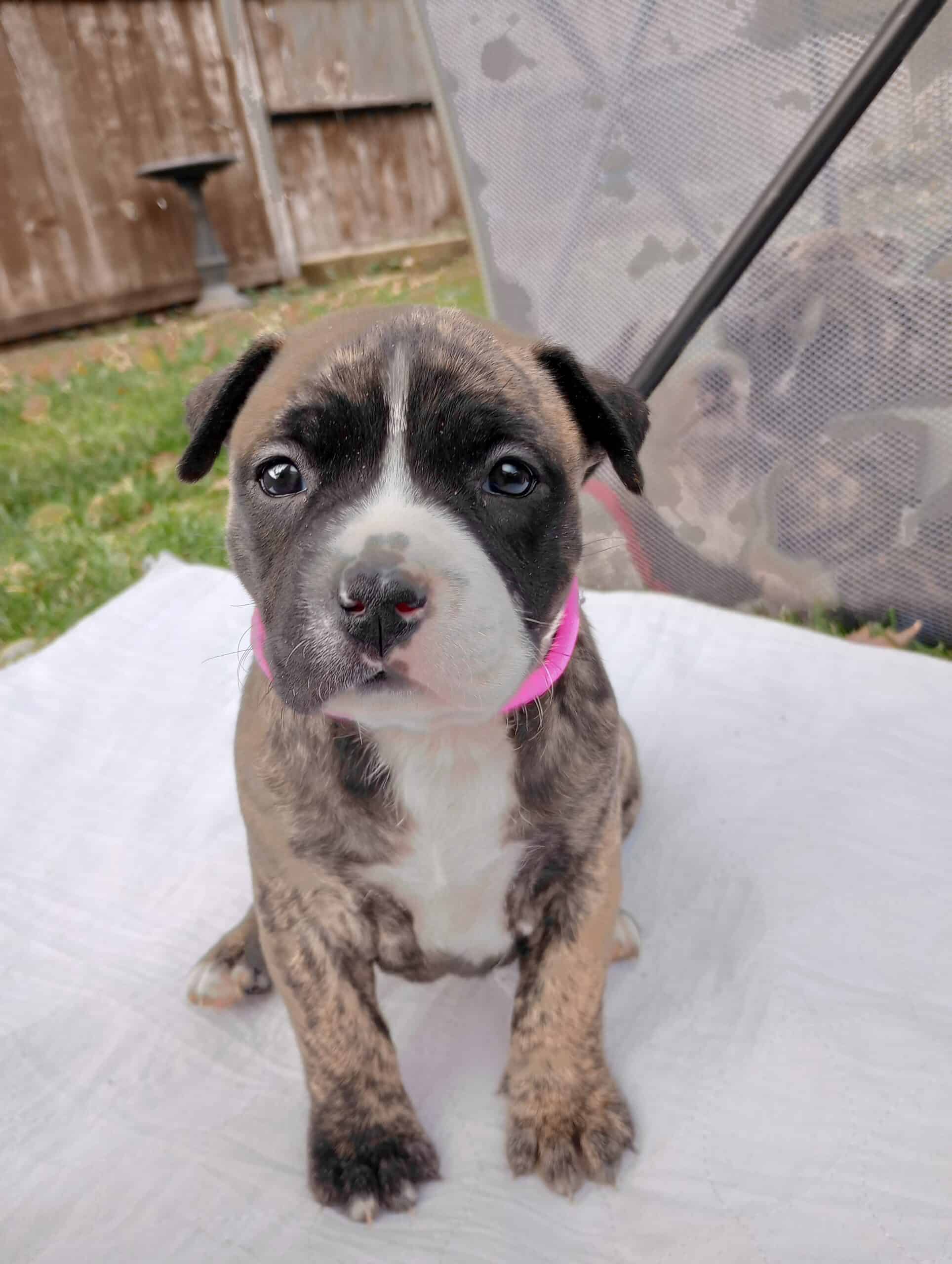 brindle pitbull puppies | PetClassifieds.com