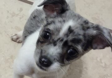 Blue Merle and White Male Chihuahua Puppy