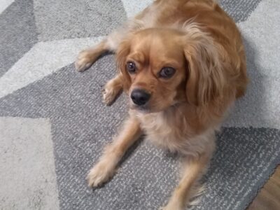 Cavapoo to rehome