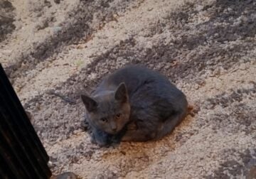Russian Blue cat and kitten, mom and son for sale