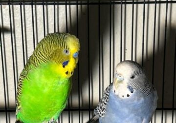 Free parakeets and cage