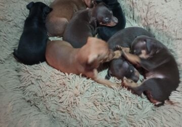 Min pin puppies for sale. Ready before Christmas!