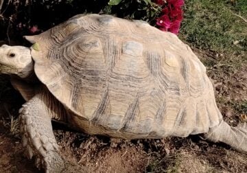 Female tortoise