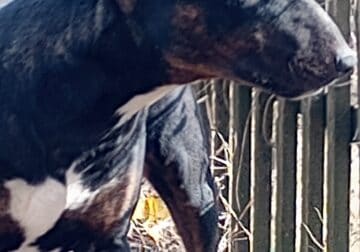 Akc English bull terrier 8 months